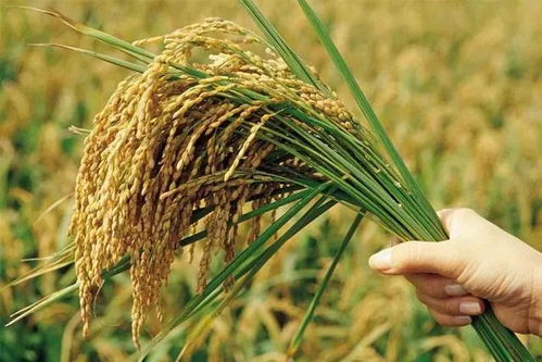 农业部2018年减少水稻玉米小麦种植面积政策 保障粮食安全与推进绿色农业并行