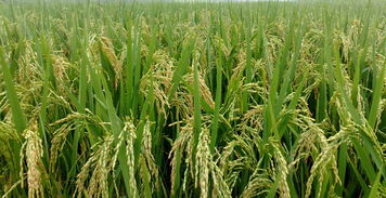 海水稻大规模种植 助力农民增收与农业污染治理的新机遇