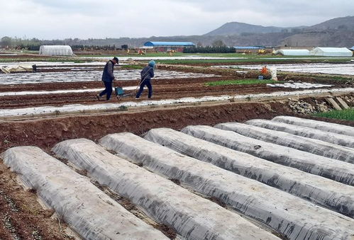 新疆棉田一线调研 残膜回收与农业污染防治的双重挑战