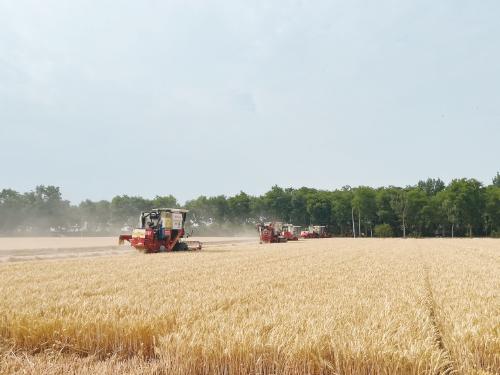 从千亩方高产到大面积稳产 河南延津县国家现代农业产业园的小麦生产能力提升之路