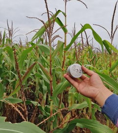 东北黑土区农林混合坡面水土协同调控机制与污染防治技术研究