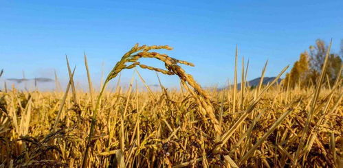 牡丹江市农业双丰收 651.5万亩农作物喜获归仓，绿色防治技术护航生态安全