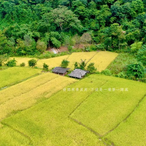 生长在矿泉水里的仙境香米 只送不卖的生态珍品，限量供应背后的农业治污使命