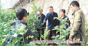 农业专家组支招设施蔬菜面源污染综合防治